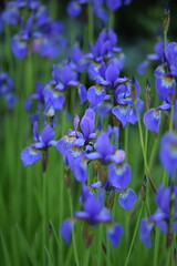 Violet siberian iris closeup on background of bokeh irises.