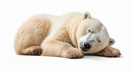 sleeping polar bear isolated on a white background as transparent