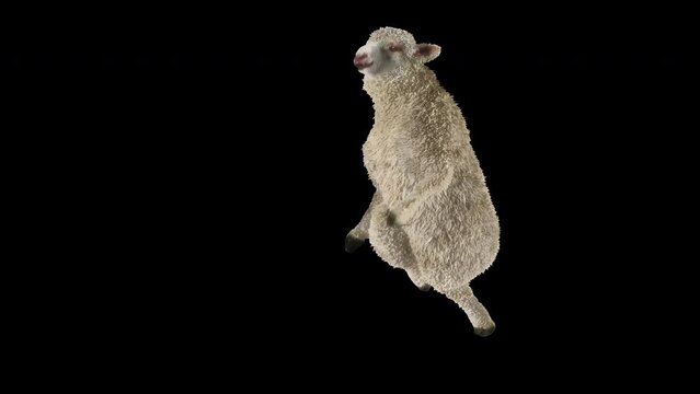 Sheep Dancing, Animal, 3d rendering, Animation Loop, cartoon, included in the end of the clip with Alpha matte.