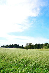 長岡市越路の田園風景（新潟県）