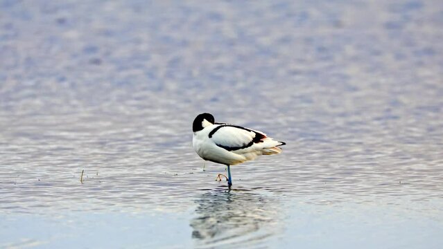 S&auml;belschn&auml;bler schl&auml;ft im flachen Wasser