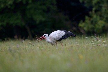 white stork ciconia
