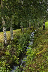 Creek with birch trees at Hopperstad in Norway, Europe
