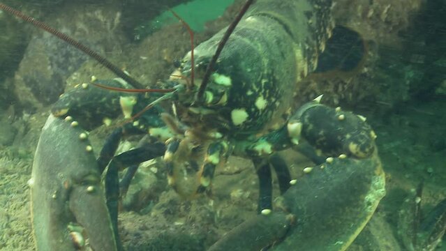 Two American lobsters living side by side under a shipwreck. Other shots of the same scene are available in my gallery.