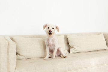 Cute white terrier mix sitting on beige linen couch smiling happily
