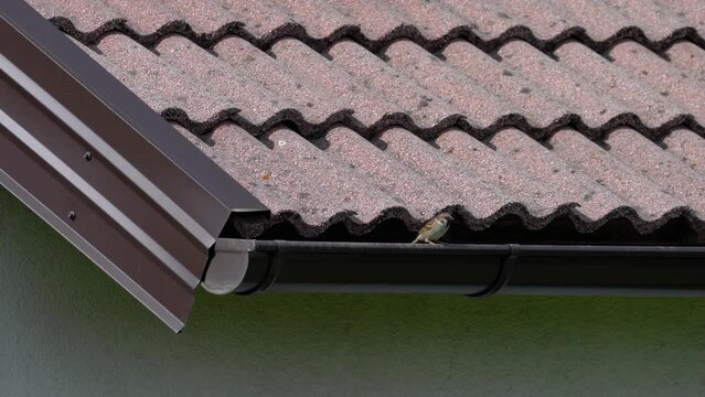 House Sparrow watches from the roof of the house (Passer domesticus) - (4K)