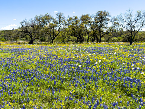 Field of wildflowers on the Willow Loop in Hill Country TX