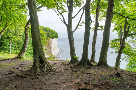 Die Kreideküste auf der Insel Rügen im Jasmund Nationalpark