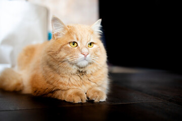 Ginger cat sitting on floor in cozy living room. Fluffy siberian cat lying on the floor at home. Adorable domestic pet concept.
