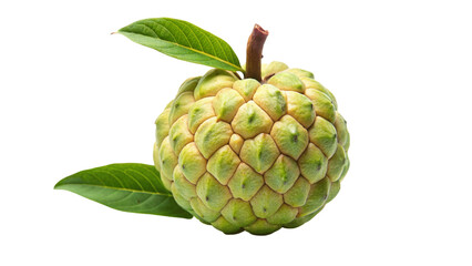 Fototapeta premium A custard apple isolated on Transparent background.