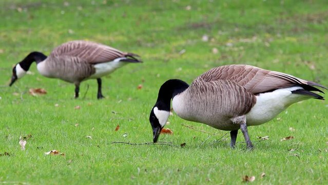 wild canada goose on a meadow 4k 30fps video