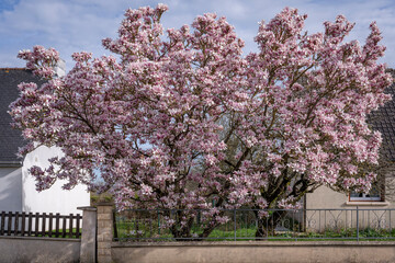 Alencon, France - 03 20 2024: Nature in bloom in spring season. View of a Pink magnolia in bloom in...