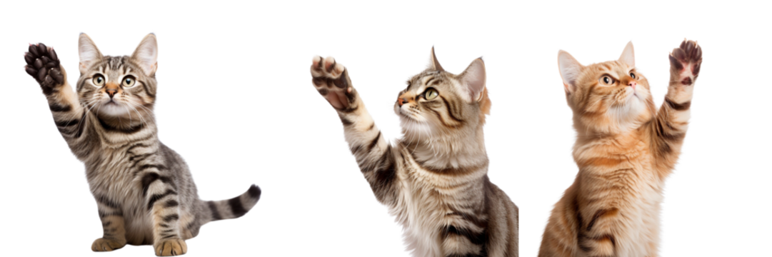 \ - A set of  cat  isolated in transparent background (2)