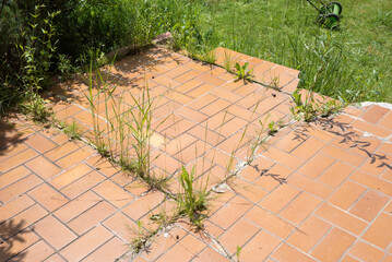 weed sprouting through the joints of the patio tiles