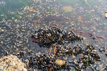 Shoreline Mussels Close-up