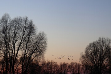A flock of wild ducks between the treetops against the background of the evening sky