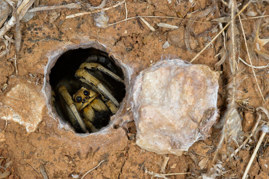 Wolf Spider ( Lycosa sp.) at the entrance of its burrow and ready to close it with its lid. Alghero, Sardinia, Italy.