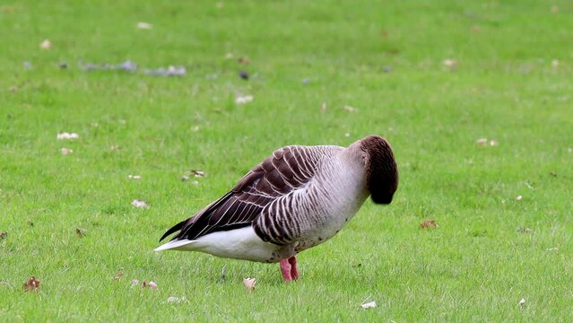 a wild gray goose on a meadow 4k 30fps video