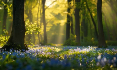 Foto op Plexiglas Waldlichtung im Frühling mit mystischem Licht und violetten Blumen © Stefanie