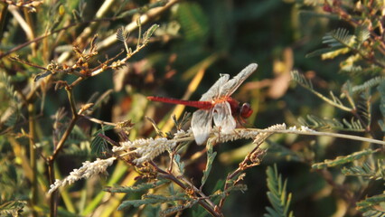 A red dragonfly sits on the grass. The sunlight made it shine beautifully.