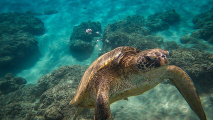 Naklejka premium Sea Turtles swimming underwater
