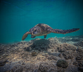 Obraz na płótnie Canvas Sea Turtles swimming underwater