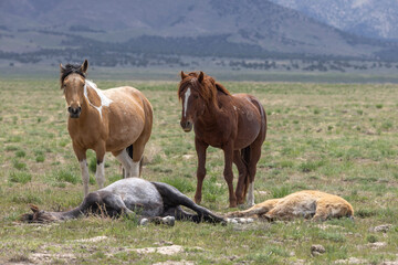 Fototapeta premium Wild Horses in Springtime in the Utah Desert
