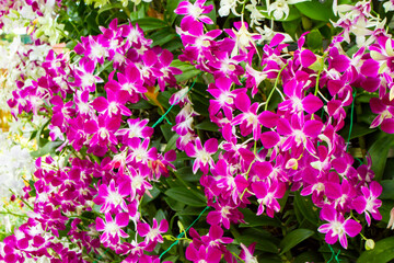 View Of Cau Dat Tea Plantation In Da Lat, Vietnam