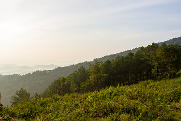 Fototapeta na wymiar Beautiful Landscape Of Pine Forest In Da Lat, Vietnam.