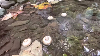 shells on the rocks Clear transparent water stone pot picnic natural grass plants green yellow leaves vegetable basket flowers