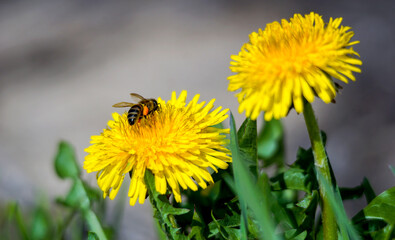 bee on yellow bright dandelion