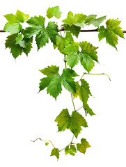 A vine with green leaves on white background