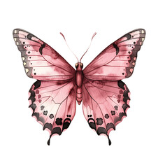 Beautiful pink butterfly, watercolor illustration on a white background