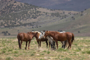 Wild Horses in the Utah Desert in Spring