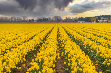 Dramatic clouds hover over a yellow daffodil field in the Skagit Valley.  There's no better sight than the sprawling, beautiful, yellow fields of Skagit Valley daffodils after a long, cold, winter. - 770856706