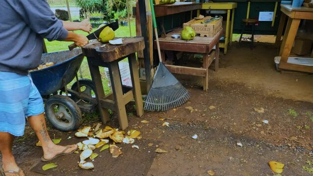 A man cuts coconut open with a huge machete knife. Opening coconut with a knife. 