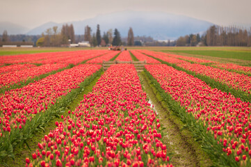 Fototapeta premium Rows of bright red springtime tulips growing in the Skagit Valley, Washington. Skagit County is known worldwide for its Tulip Festival,which occurs the entire month of April.