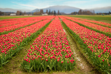 Rows of bright red springtime tulips growing in the Skagit Valley, Washington. Skagit County is known worldwide for its Tulip Festival,which occurs the entire month of April. - 770858705