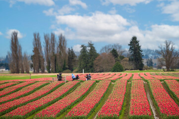 Harvesting colorful red tulips in the Skagit Valley on a glorious spring day in the Pacific Northwest. Approximately 1,000 acres of tulips and daffodils are grown in Skagit County. - 770859588