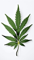 Marijuana Leaf On White Background.