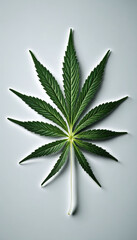Isolated Cannabis Leaf, Medical Concept.
