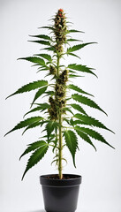 Tall Cannabis Plant With Buds In A Pot, Isolated On White.