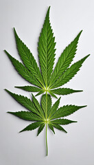 Isolated Cannabis Leaf, Medical Concept.