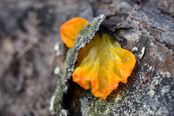 Yellow-orange mushroom Tremella mesenterica grows on the bark of a tree, close-up.