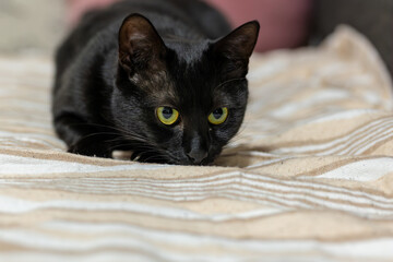 ねこ