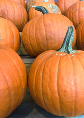 Large, orange, carving pumpkins on display for sale