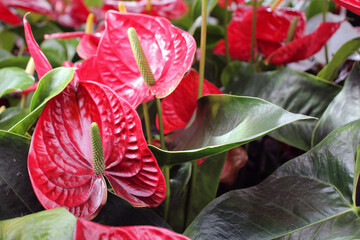 Anthurium andre red. Beautiful tropical plants. Home garden. Potted flowers.
