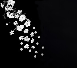 Cherry blossom on the black background. Copy space. Spring background.