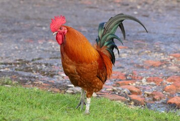 A close up of a Rhode Island Red rooster cockerel 