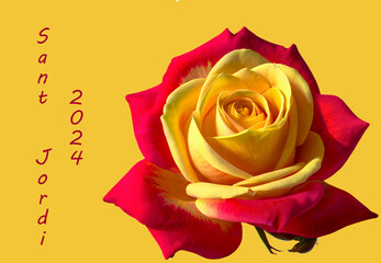 Tarjeta de Sant Jordi con una rosa bicolor amarillo y rojo, texto rojo en catalán 